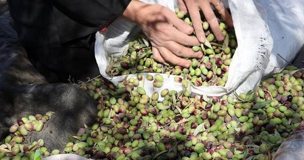 Israeli occupation marring the joy of the olive season