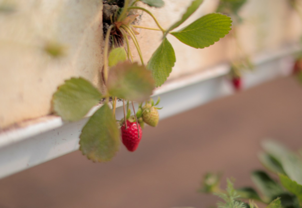 A Sweeter Future: Supporting sustainable strawberry farming in Gaza