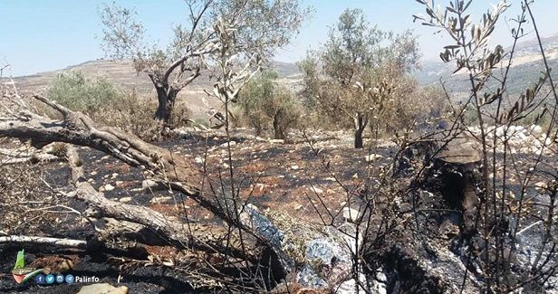 Jewish settlers kill �olive harvest season� in Tell town.