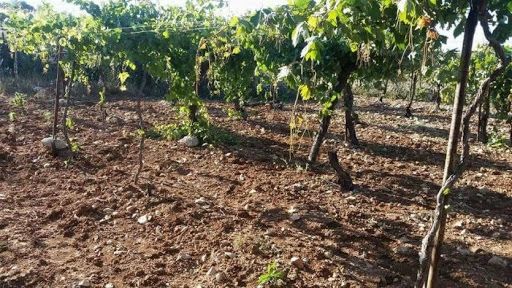 Settlers damage vine trees owned by a Palestinian in heart of settlement
