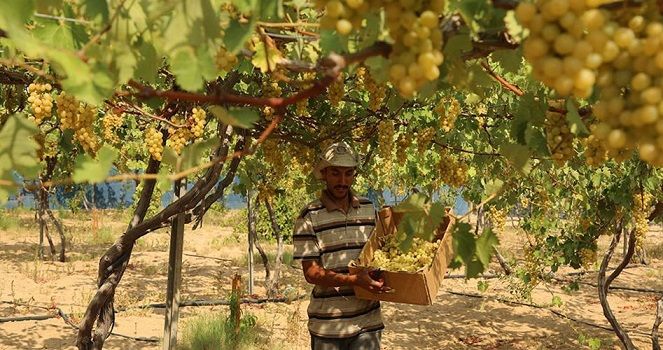 Production estimation of grapes in Gaza Strip 7,000 tons this year
