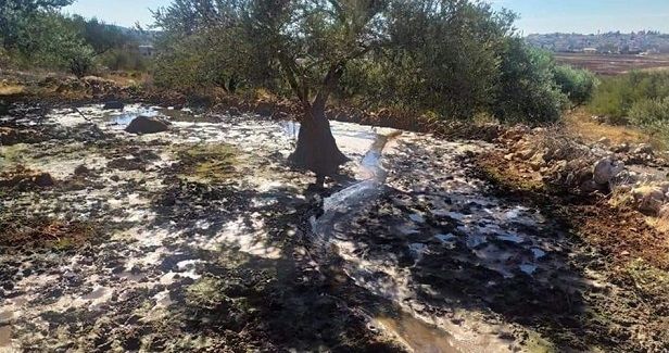 Settler sewage continues to destroy land and environment in Salfit