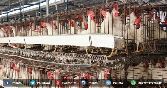 PSCP refuses agriculture ministry decision to import Israeli poultry