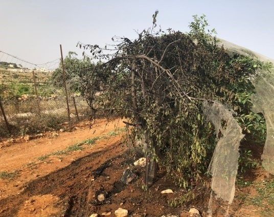 Palestinian and Israeli settler fields set ablaze in Hebron district
