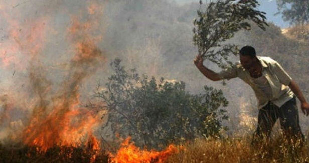 Settlers set fire to olive trees east of Bethlehe