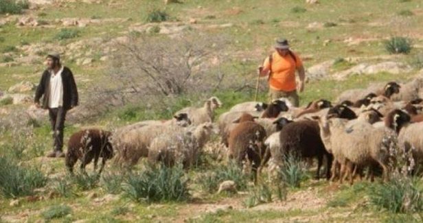Settlers damage cultivated plots of land in Masafer Yatta