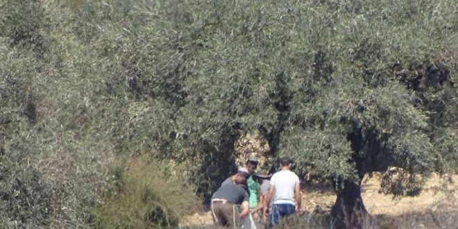 Settlers Attack Palestinians Marking Annual Olive Harvest Season in OPT