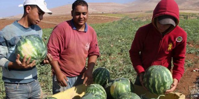 Israeli war on Palestinian watermelon: Untold story in Jordan Valley