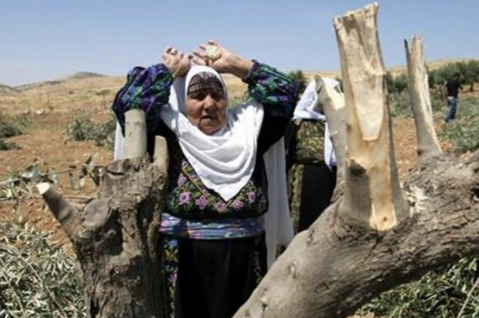 Israeli settlers chop off newly planted olive shrubs near Bethlehem
