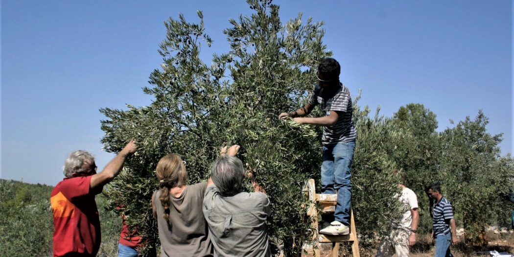 Israeli settlers attack olive-picking farmers near Tulkarm