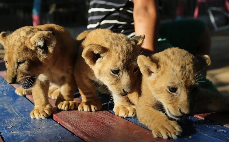 Gazans strive to keep alive lion cubs