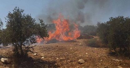 Settlers set ablaze dozens of olive trees in western Salfit