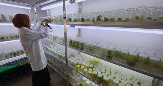 Innovating under blockade: Alternative sweetener produced in Gaza