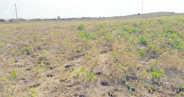 Israel spraying toxins over Palestinian crops in Gaza