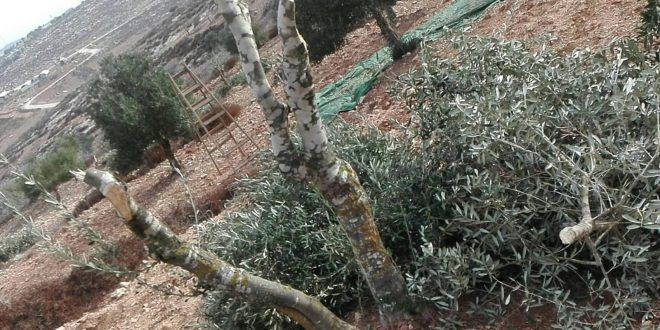 Settlers destroy 40 olive trees in village near Ramallah
