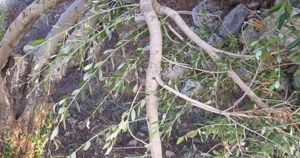 Settlers destroy dozens of olive trees near Tulkarem
