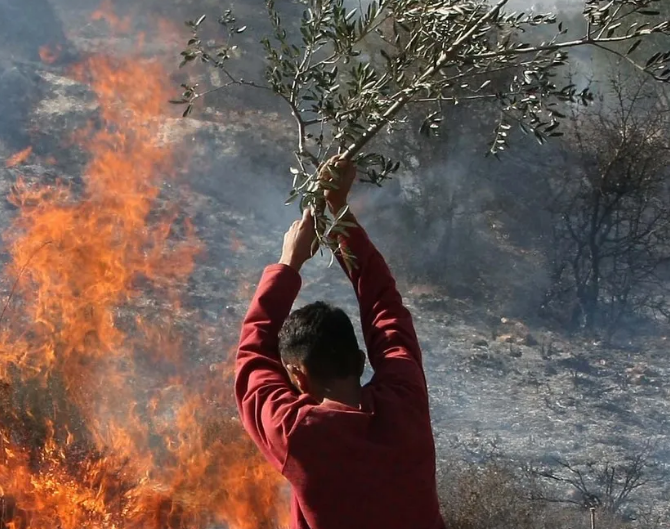 The olive harvest in Palestine threatened by settler terror