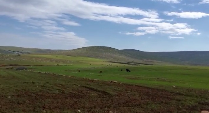 مستوطنون يرسلون أبقارهم لتخريب محاصيل المواطنين في الأغوار