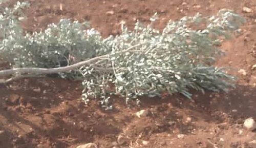 19 اعتداءً استيطانياً منذ صباح الجمعة تستهدف قاطفي الزيتون في الضفة الغربية