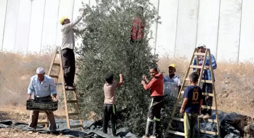 “موسم الزيتون”.. 7 اعتداءات إسرائيلية في الضفة الغربية