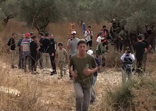 اعتداءات متصاعدة على المزارعين في الضفة.. المستوطنون يستهدفون موسم الزيتون والأمم المتحدة تحذر
