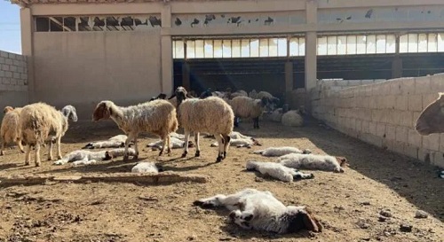 استهداف جديد لمصادر رزق الفلسطينيين.. مستوطنون يسرقون 150 رأس ماشية في الخليل ونفوق 20 أخرى قرب رام الله